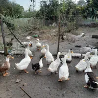 اردک گوشتی|حیوانات مزرعه|رشت, فخب|دیوار