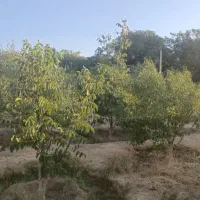 خانه باغ در روستای  توریستی ایران چه ی شهرکرد