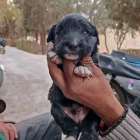 فروش توله 2ماهه پامر اشپیتز|سگ|یزد, |دیوار