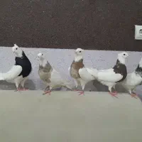 فروش تعدادی طوقی ماده