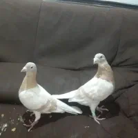 دوکت زرد|پرنده|شوشتر, |دیوار