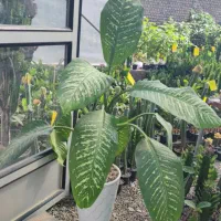 دیفن باخیا (روسی) سایز بزرگ