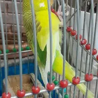 مرغ عشق با قفس