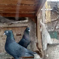 فروش|پرنده|زارچ, |دیوار