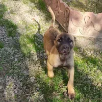 واگذاری ماده سرابی