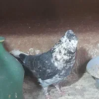 کفتر های پرواز سنگین