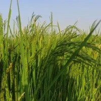 برنج کامفیروز درجه یک به شرط