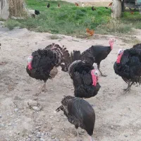 بوقلمون محلی صحیح وسالم|حیوانات مزرعه|گرگان, |دیوار