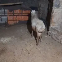 قوچ نژاد مهربان|حیوانات مزرعه|کامیاران, |دیوار