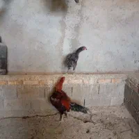 خروس|حیوانات مزرعه|آشخانه, |دیوار