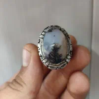 شجر پایه زنجان