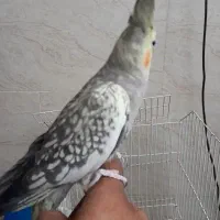 عروس هلندی نیمه دستی