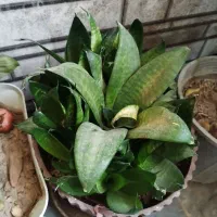 ده تا گل فقط ۵۰۰ دونی ۵۰|گل و گیاه طبیعی|یاسوج, |دیوار