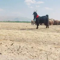 چپش دبر خلج شاخ رک