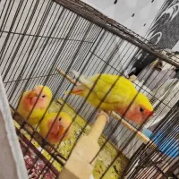 طوطی برزیلی دستی|پرنده|سوسنگرد, |دیوار