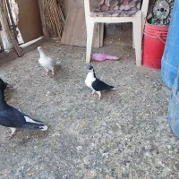 چپ سیاه ماده|پرنده|اقبالیه, |دیوار