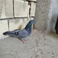 کبوتر مفلق اصفهانی بپر شکار