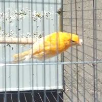 قناری|پرنده|مبارکه, |دیوار