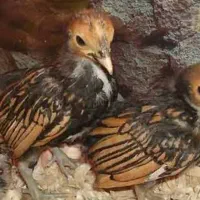 جوجه سیبرایت گلد، (مرغ)