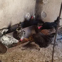 مرغ و خروس|حیوانات مزرعه|ساوه, |دیوار