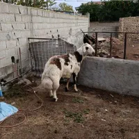 قوچ پلنگی دوساله به شرط راندن|حیوانات مزرعه|سیمین شهر, |دیوار