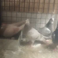 کبوتر|پرنده|نجف‌آباد, مزرعه طالب|دیوار