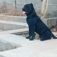 یک جفت مولد کنکورسو