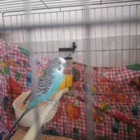 یک جفت مرغ عشق