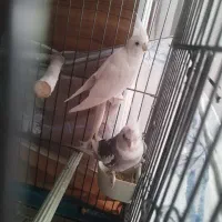 عروس  هلندی  جفت مولد جوان ۲ساله