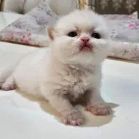 فرشته های ناز|گربه|خوی, |دیوار