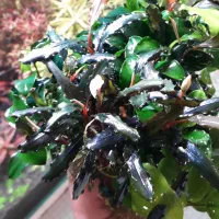 گیاه اکواریوم|ماهی|اصفهان, مهدی آباد|دیوار