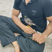 مرغ مینا سخنگو آشتی