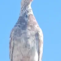سرور دمسفید|پرنده|شیراز, قلعه نو|دیوار