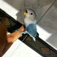 طوطی برزیلی های دست آموز رنگ کلکسیونی