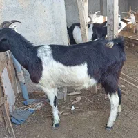 بز آلپاین و سانن . بزغاله|حیوانات مزرعه|سیمین شهر, |دیوار