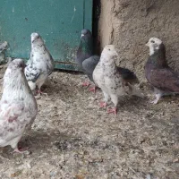 کبوتر|پرنده|مشگین شهر, |دیوار