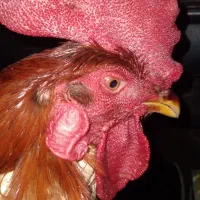 خروس قرمز  اصل وزن ۳کیلو 500