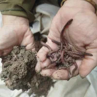 کرم خاکی زنده طعمه ماهیگیری