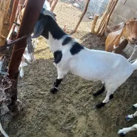 گوسفند|حیوانات مزرعه|قلعه گنج, |دیوار