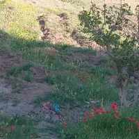 زمین بادام و انگور