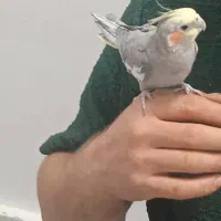 عروس هلندی زیبا و خوش صدا|پرنده|بوکان, |دیوار