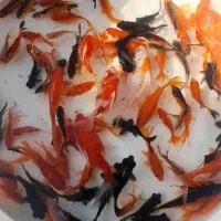 ماهی قرمز شب عید