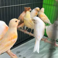 فروش قناری بصورت تک و تعداد|پرنده|ساری, |دیوار