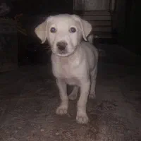 سگ  پیتبول واگذاری