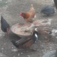 خروس محلی و مرغ|حیوانات مزرعه|ماسال, |دیوار