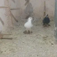 نرسینه سفید