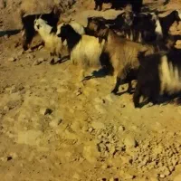 بز فروش فوری