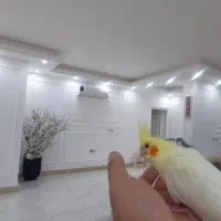 گم شده عروس هلندی