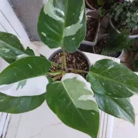 گل طبیعی پاندانوس|گل و گیاه طبیعی|شاهین دژ, |دیوار