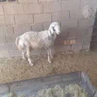 میش وبره